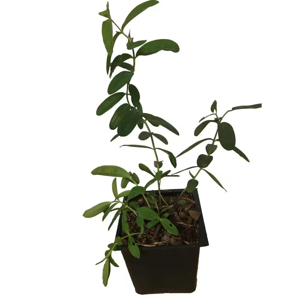 4 In. Pot Creeping St. Johns Wart Plant