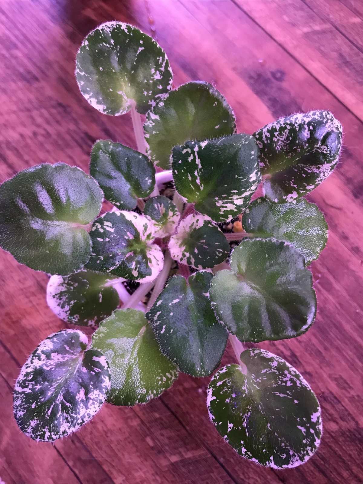 African Violet Watermelon Snow (Standard)