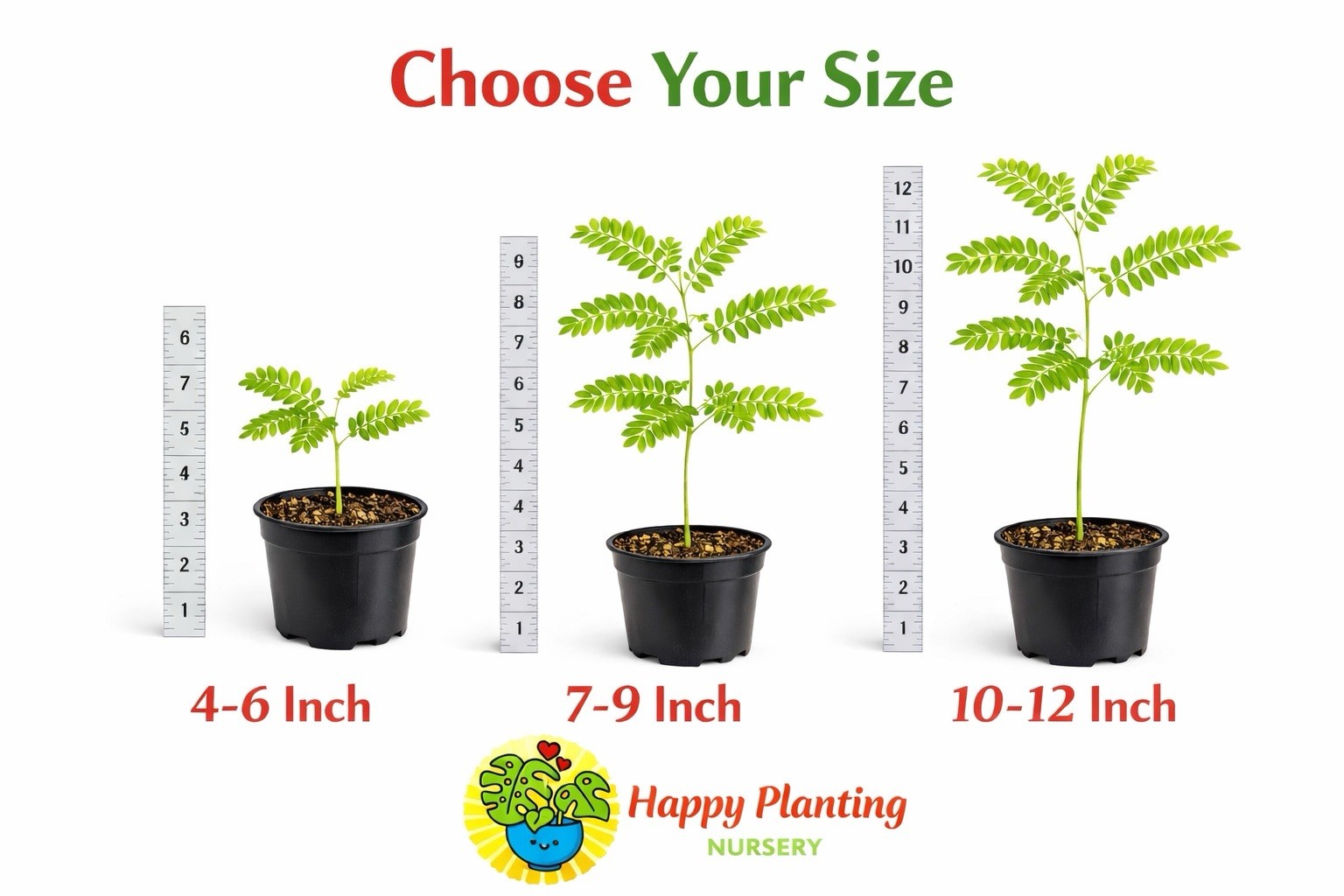 Live plant Royal Poinciana Flamboyant Flame tree 