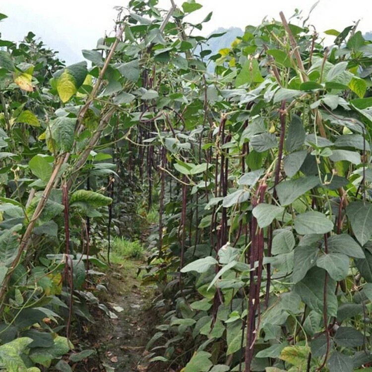20+ Purple-red Yard Long Bean seeds Asian Chinese Noodle Bean String beans USA