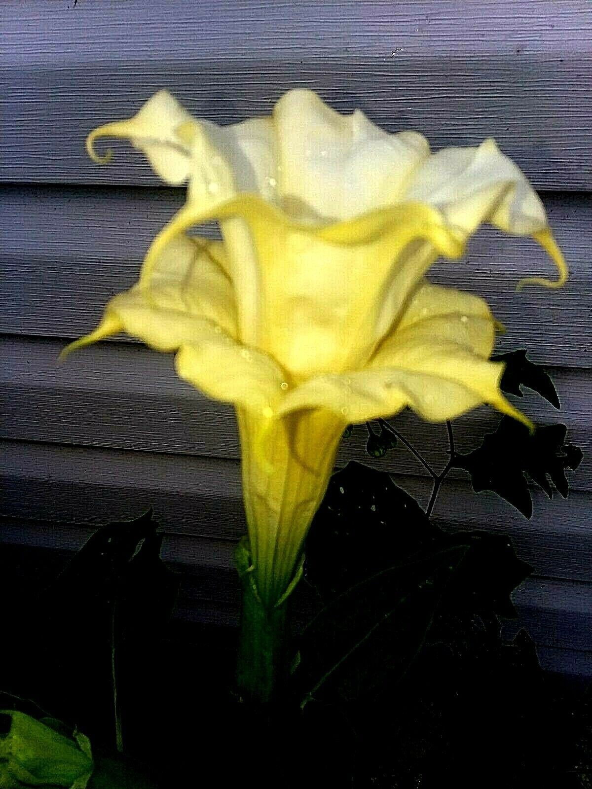 Custom Devil Trumpet Mix -Trumpet Bush Seeds -Datura MANY COLORS