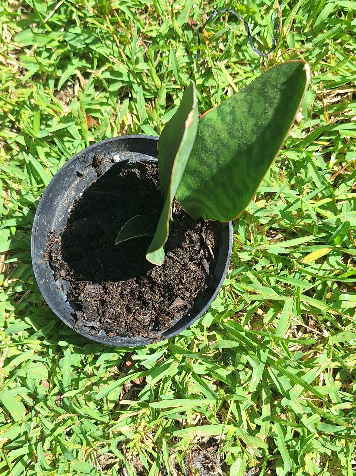 Plants Double Fins-Whale Fin Snake Plant Sanserveria. Two In Mini Pots.