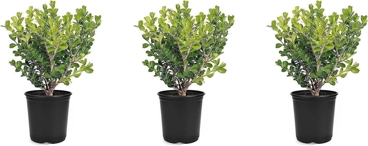 Boxwood Japanese | 4 Inch | Buxus microphylla | Formal Hedge | Evergreen Plant