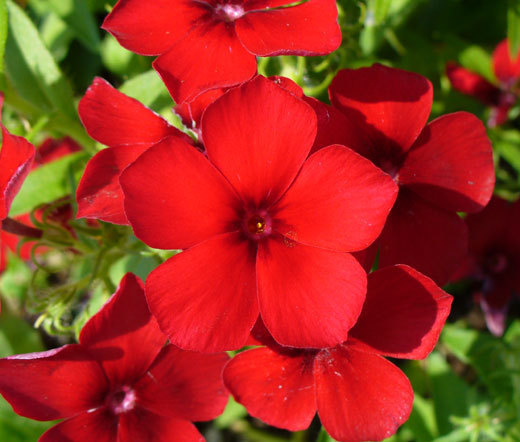 PHLOX RED Phlox Drummondii – 1,000 Bulk Seeds