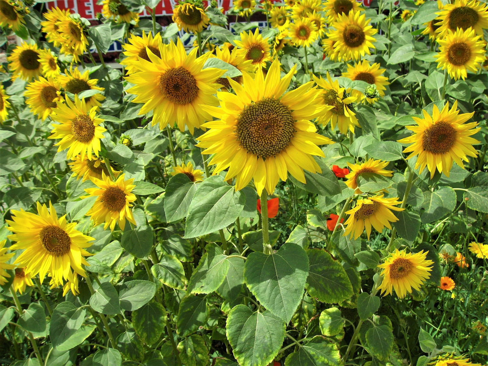 100 PEREDOVIK SUNFLOWER Helianthus Annuus Black Oilseed Yellow Flower Seeds