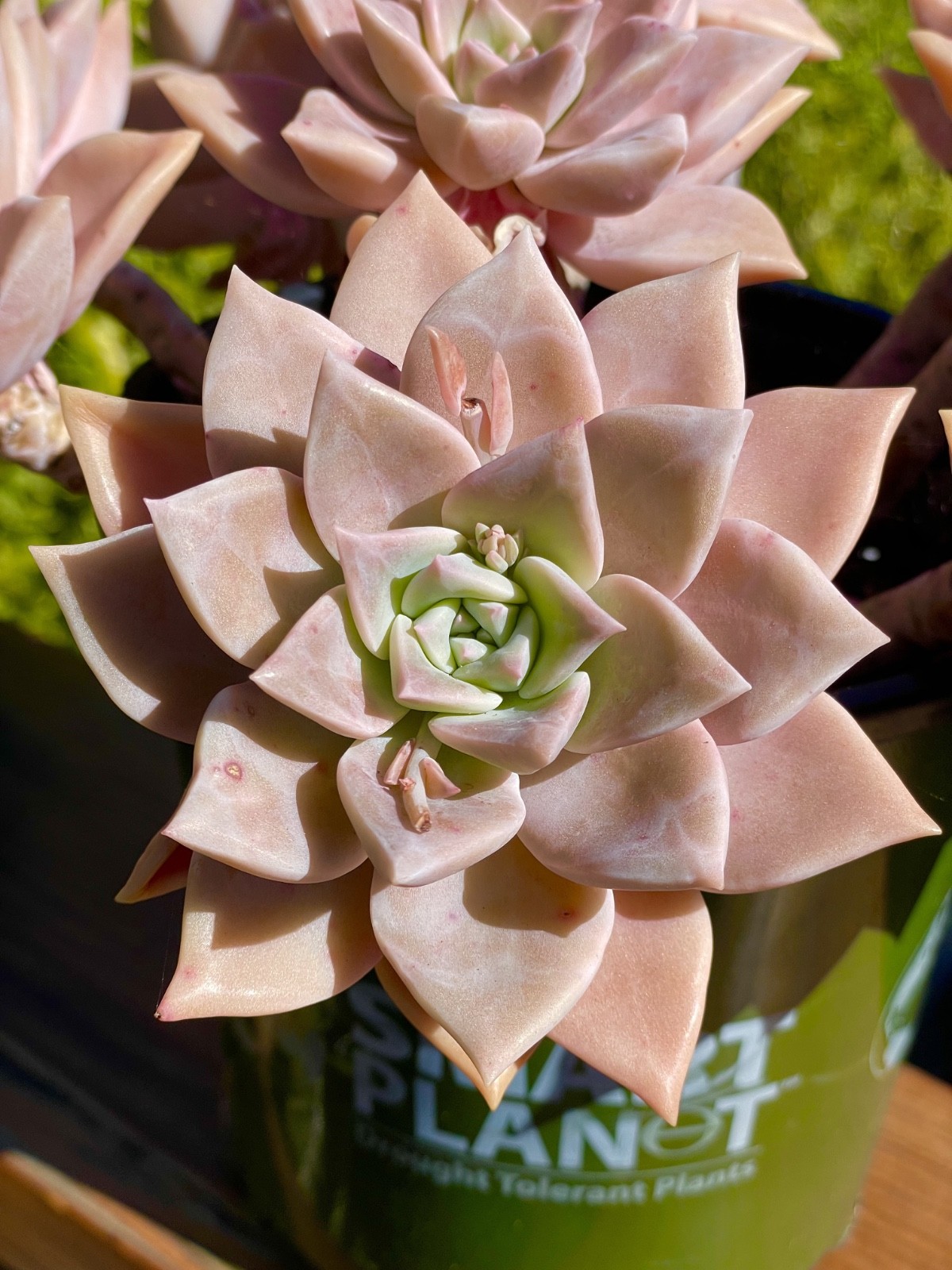 Graptopetalum Pink Live Plant Rare Succulent 1-Head 2-Inch Cutting