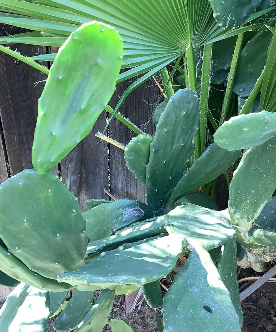 Edible Prickly Pear Cactus Opuntia Ficus 7 Pads For $12.00