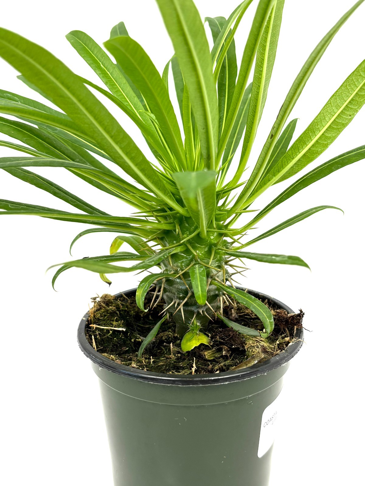 Madagascar Palm Pachypodium Lamerei Air Purifying Houseplant, 4” Pot