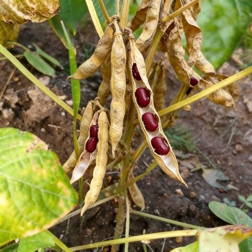 CarpetC 200+ Red Bean Seeds for Planting, Phaseolus vulgaris Heirloom Pole