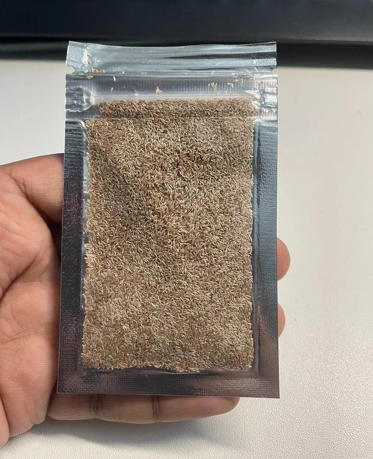 1,000 Very Fine Creeping Red Fescue Seeds – Festuca rubra – Lawn & Garden Grass