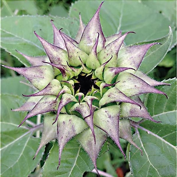 SunFill Purple Sunflower Seeds Free Shipping!