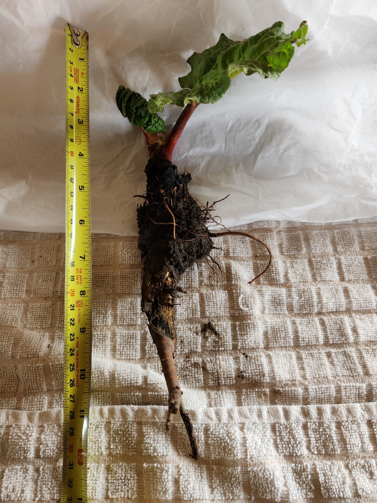 Crimson Red Jumbo Rhubarb 1 Plant / Crown Heirloom- Organic-Freshly dug!!!
