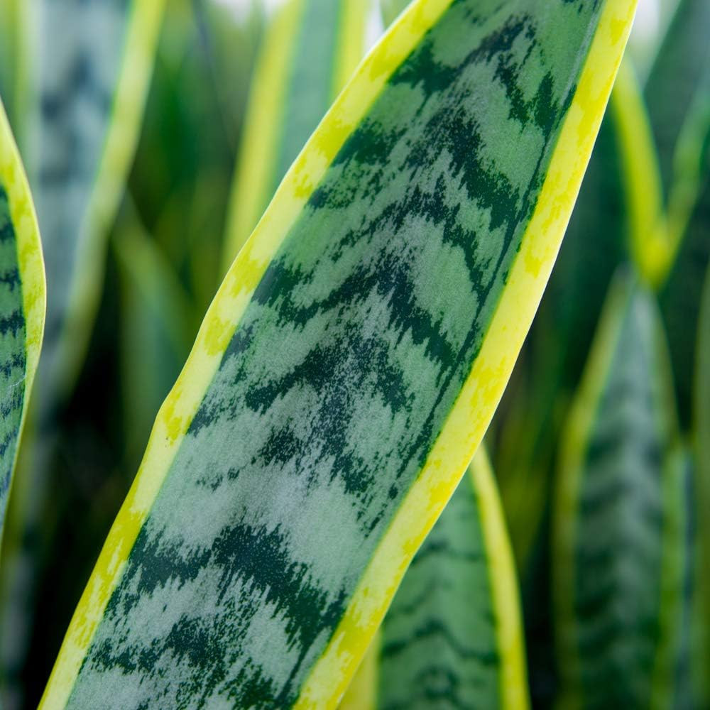 16in Snake Plant (Sansevieria Trifasciata Laurentii)