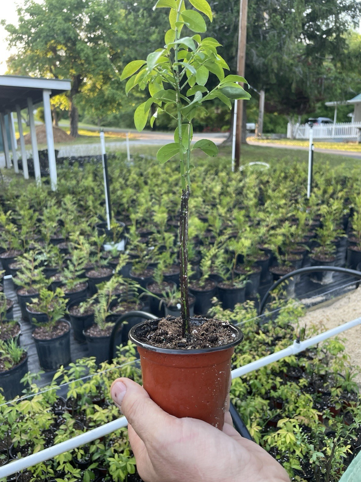 Burning Bush (Euonymus) Seedling Potted Outdoor Full Sun Fall Interest 10 in