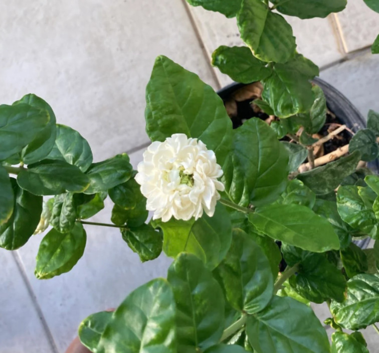 Arabian Jasmine Plant – 6-10″ Tall – 3.5″ Pot – Fragrant White Flowering Plant