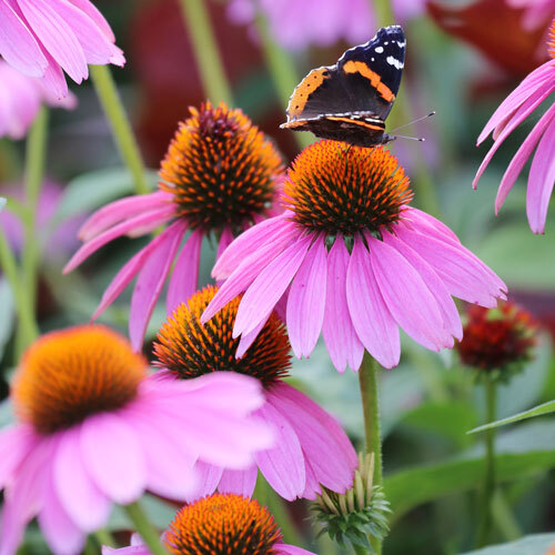 Purple Coneflower Seeds | Non-GMO | Free Shipping | Seed Store | 1259