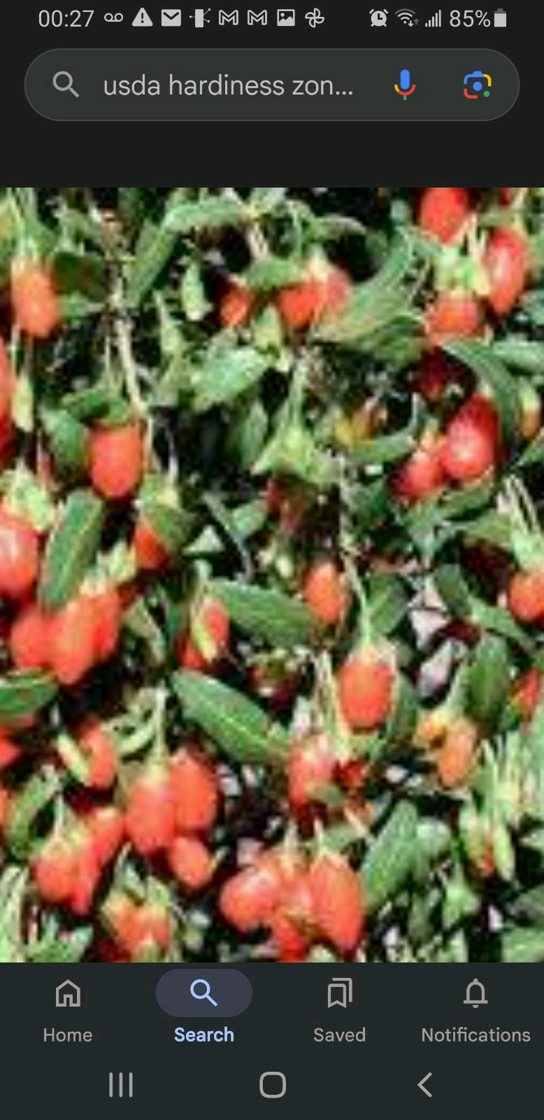 50 Lycium barbarum GojiBerry Plant Fresh Cuttings No Root Wolfberr 枸杞 Non GMO