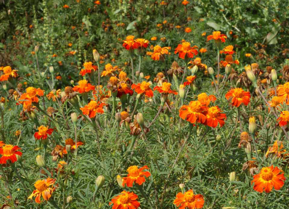 Marigold NEMATODE CONTROL MIX Beneficial HEIRLOOM TALL Edible Non-GMO 200 Seeds!