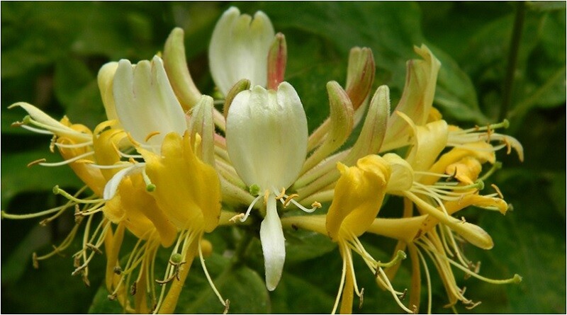 ~SCENTSATION~YELLOW Dutch HONEYSUCKLE VINE Lonicera japonica periclymenum