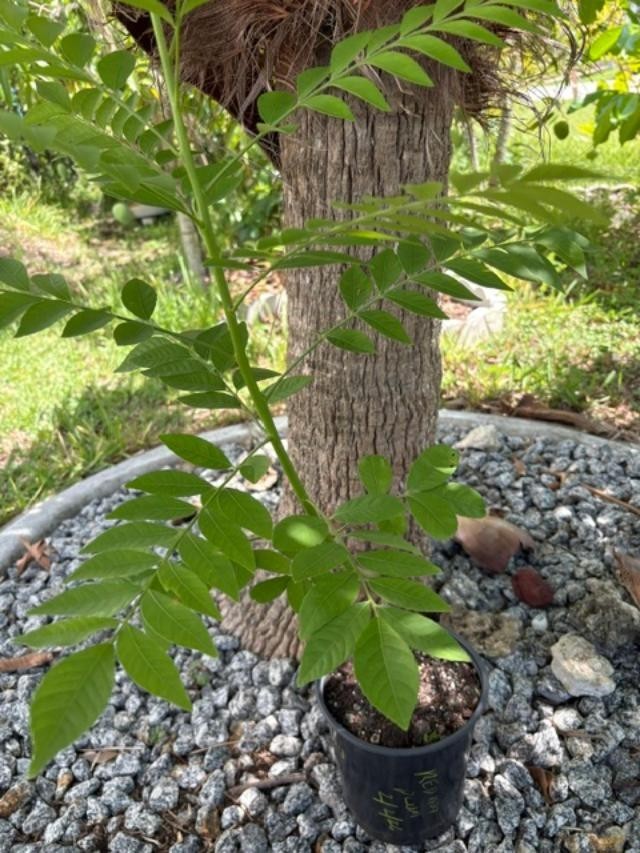 4 MO’s RED HOG PLUM LIVE CLONED ROOTED (SPONDIAS PURPUREA) RED MOMBIN/CIRUELA