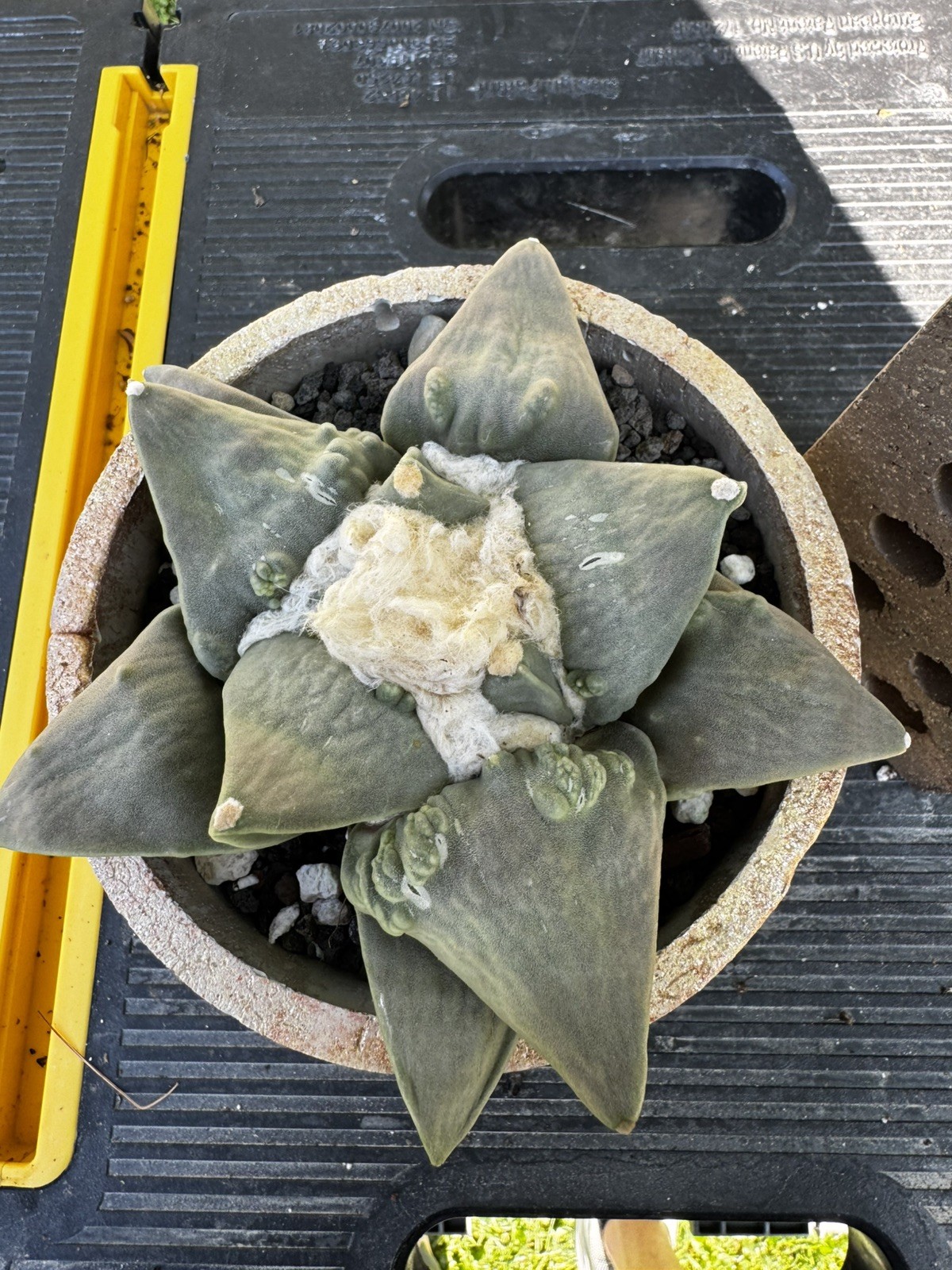 US Seller: Ariocarpus Retusus cv. Cauliflower_Seed grown_Old_Wide tubercles
