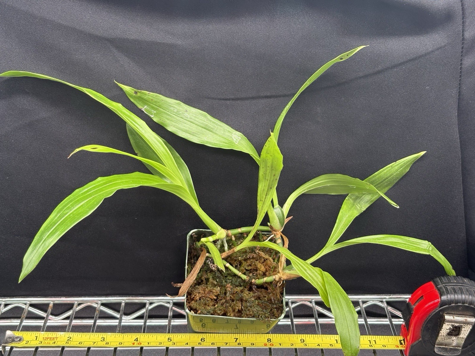 Zygopetalum maxillare species orchid seed grown plant