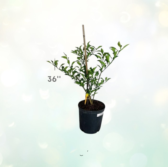 Japanese Yuzu Lemon Tree Semi-Dwarf 24-36″ Live Plant Self-Fruitful Citron 2Gal