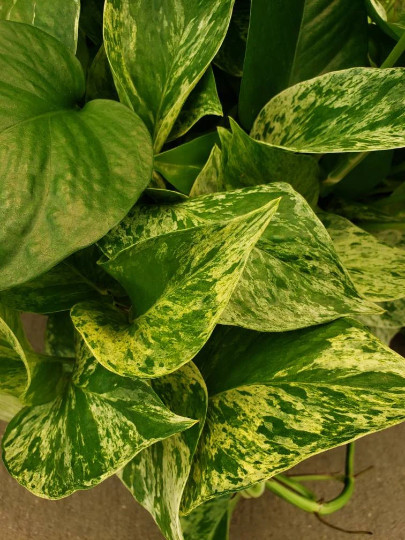 Marble Queen Pothos Vine – Devil’s Snake Ivy Plant – House – Easy Care Low Light