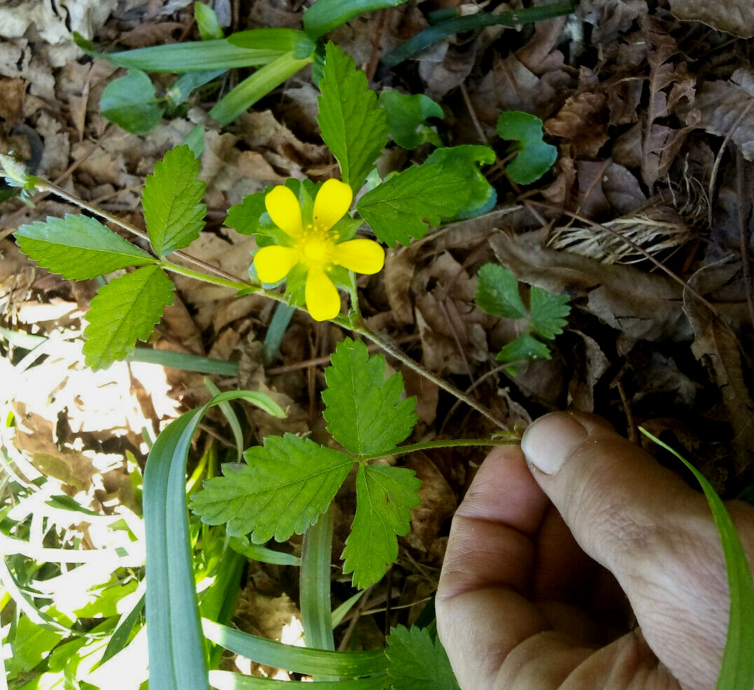 Wild Strawberry/Indian Strawberry ( Duchesnea indica) Ground Cover- 2 Plants