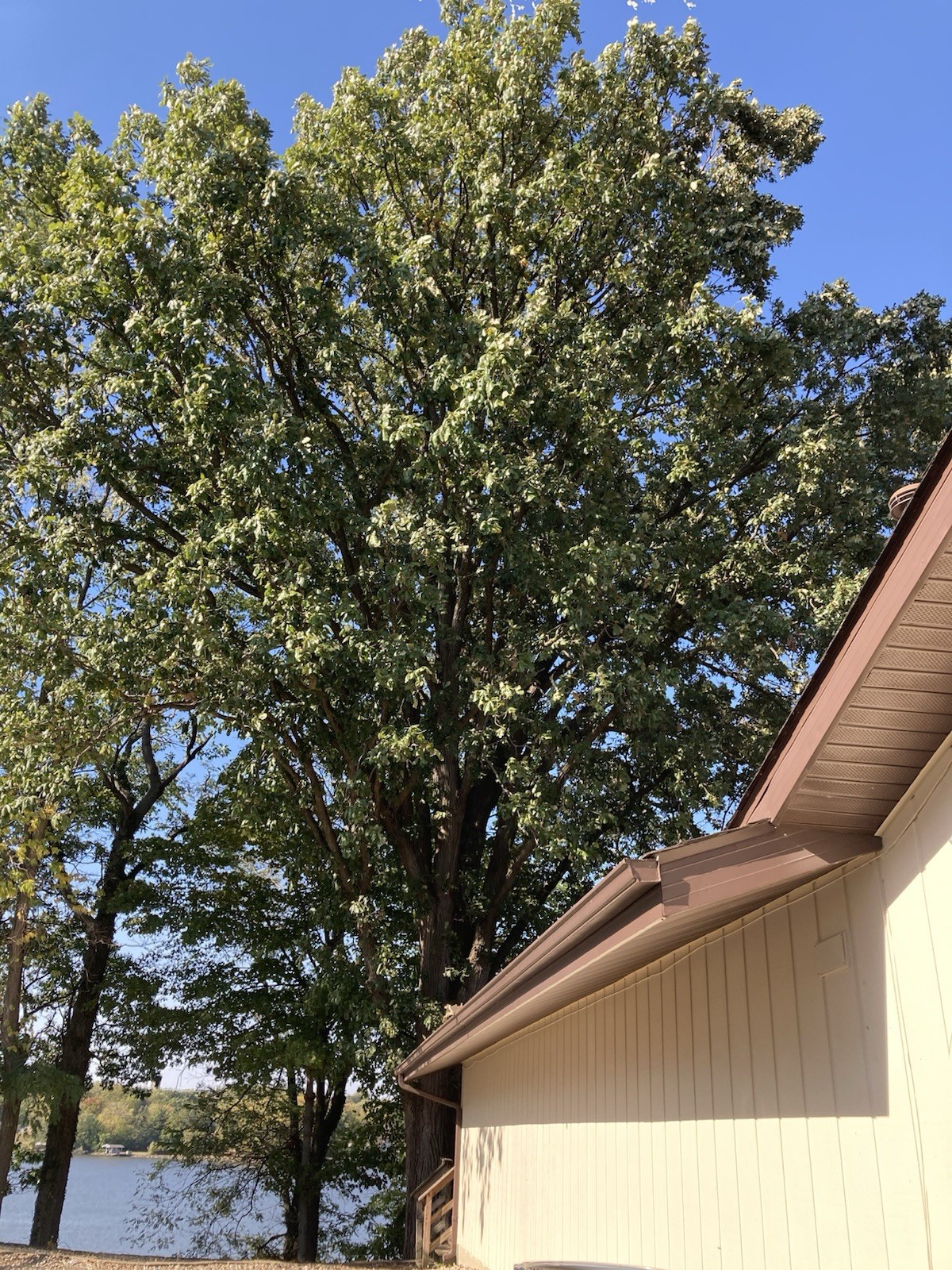 5 Lb Burr Oak Acorns Fresh 2025 Illinois Most Capped For Crafts, Wildlife, Seed
