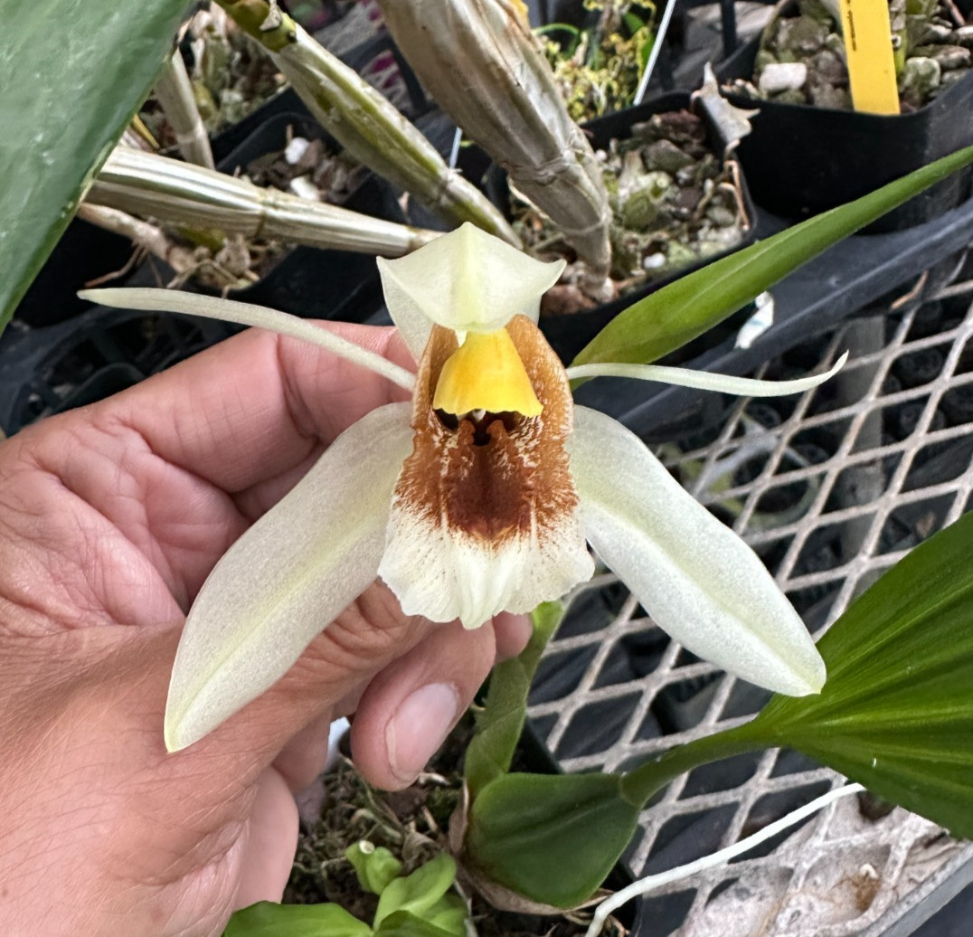 SUMMER SALE! SE ASIA RARE OFFER ORCHID SPECIES Coelogyne xyrekes BLOOMMED OUT!