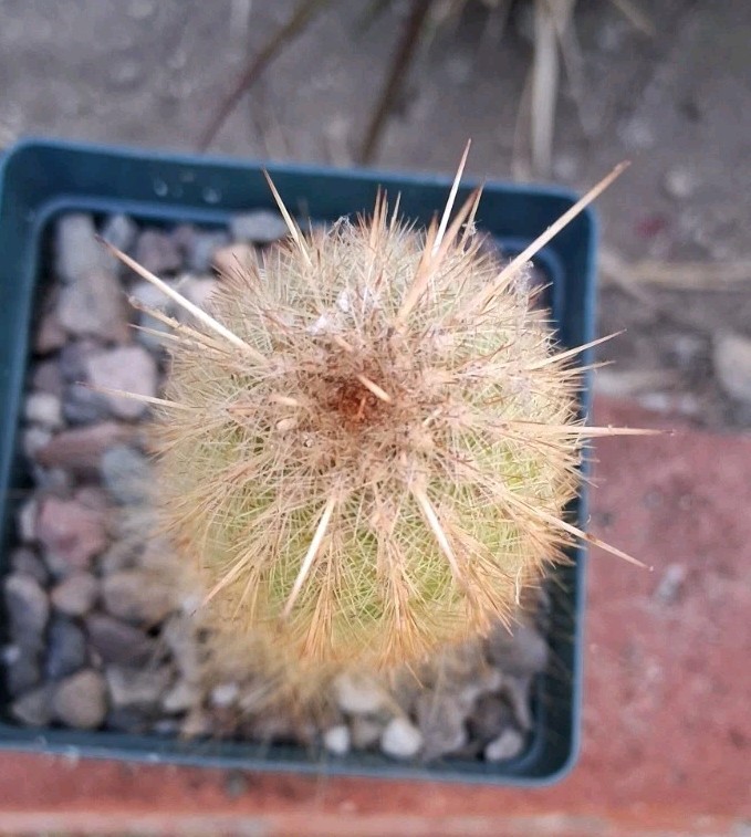 Trixanthocereus Blossfeldiorum Cactus Beautiful Fluff At Base! Red Spines On Top