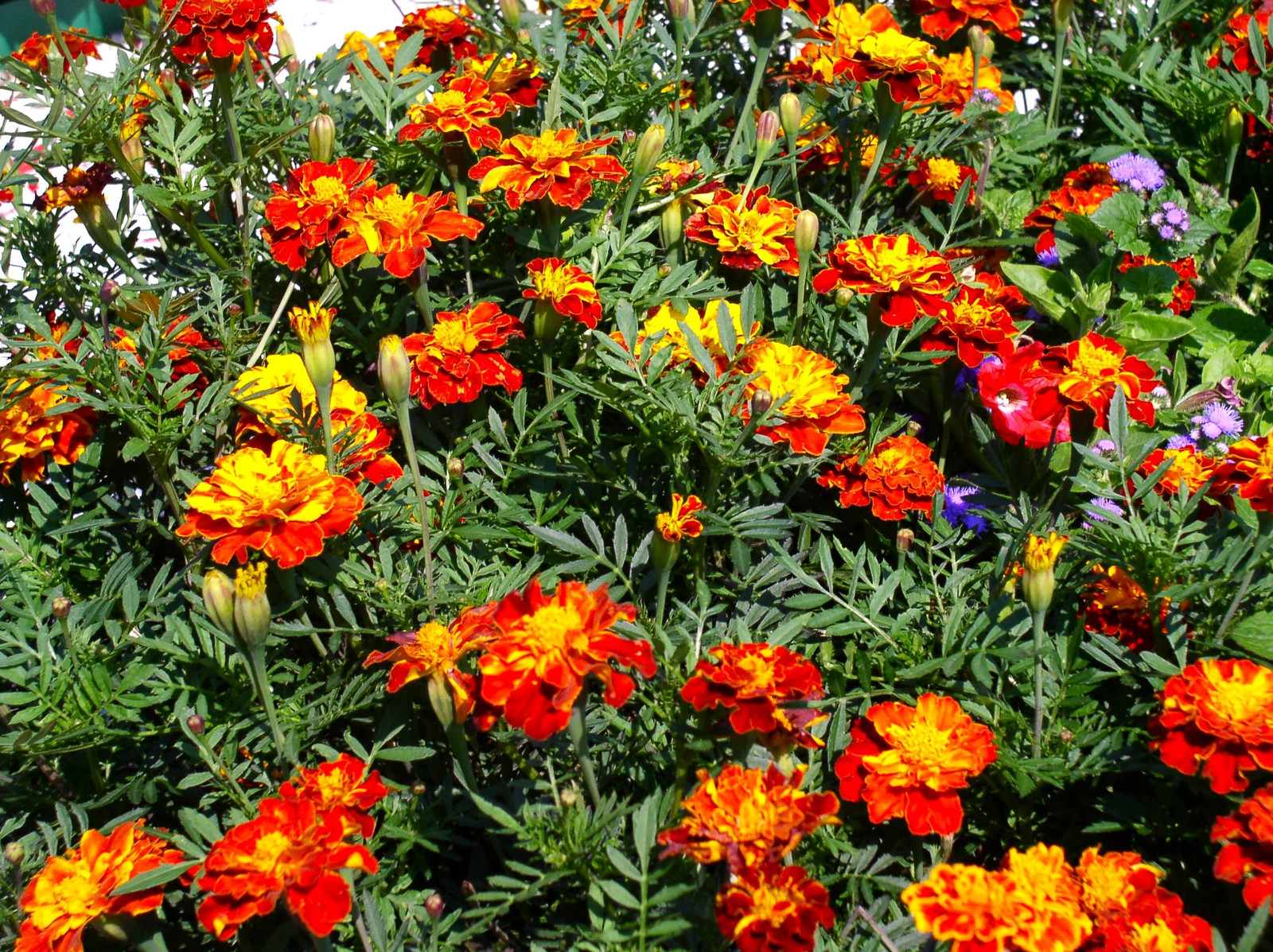 Queen Sophia French Marigold Seeds – For 2025 Planting Medium Tagetes Patulas
