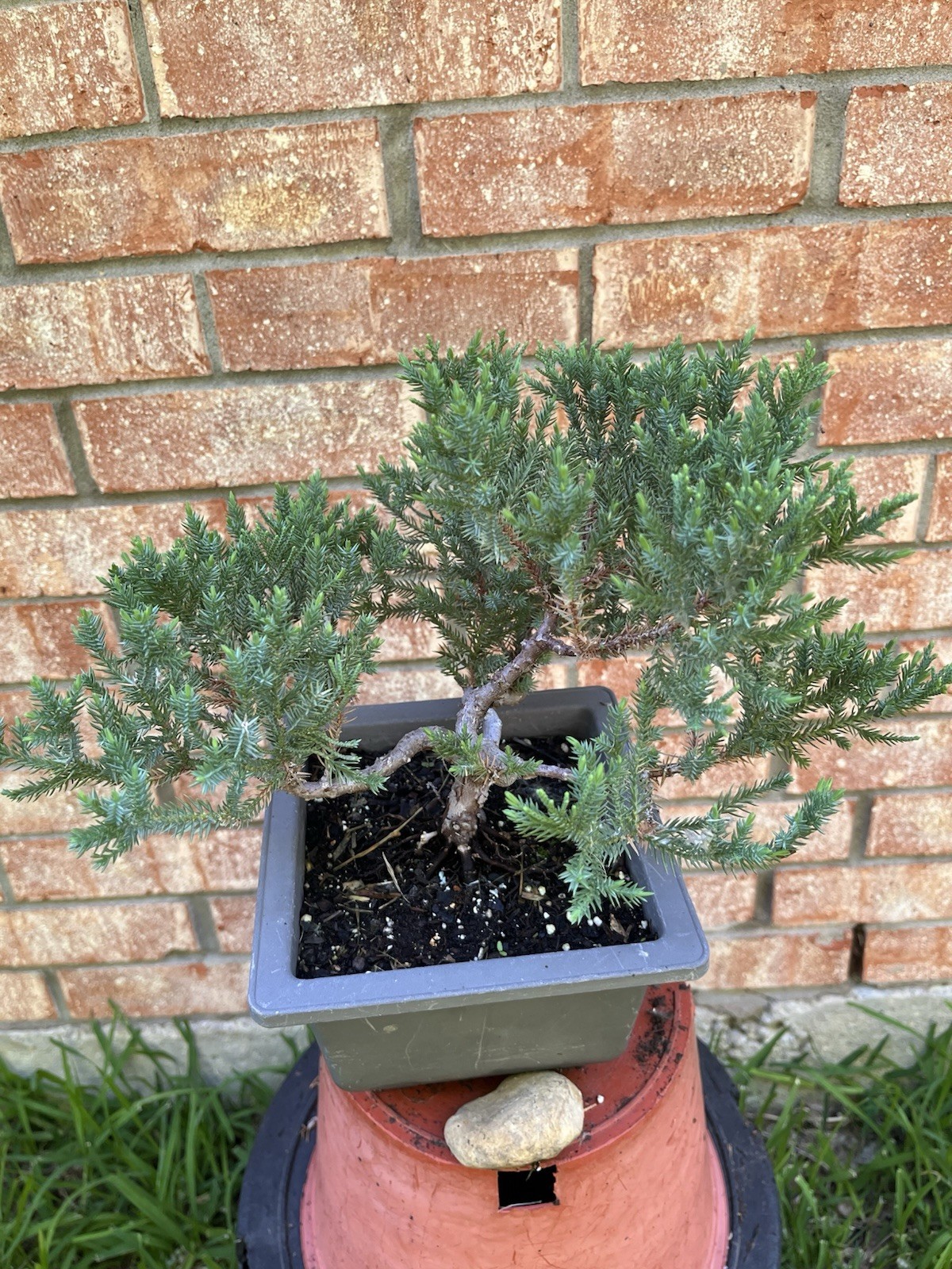 San Jose Juniper Bonsai Thick Twisted Trunk