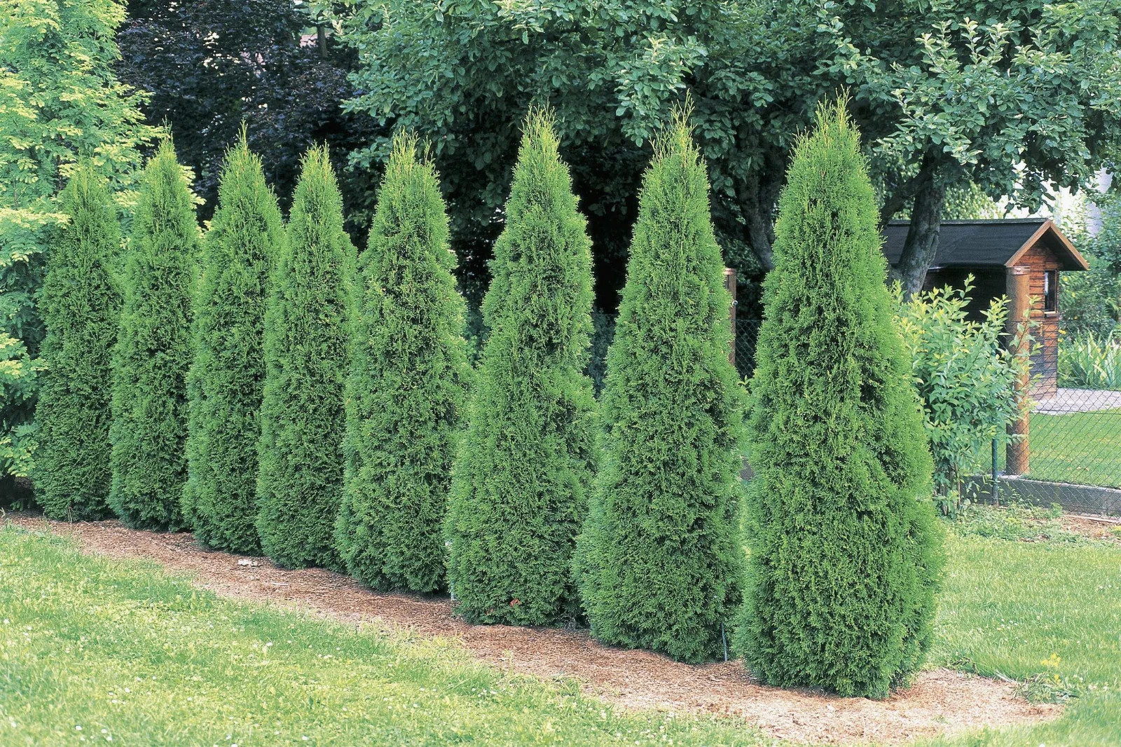 Emerald Arborvitae: (5) Plants – 6 – 10″ Tall – Grown in 3.5″ Pots