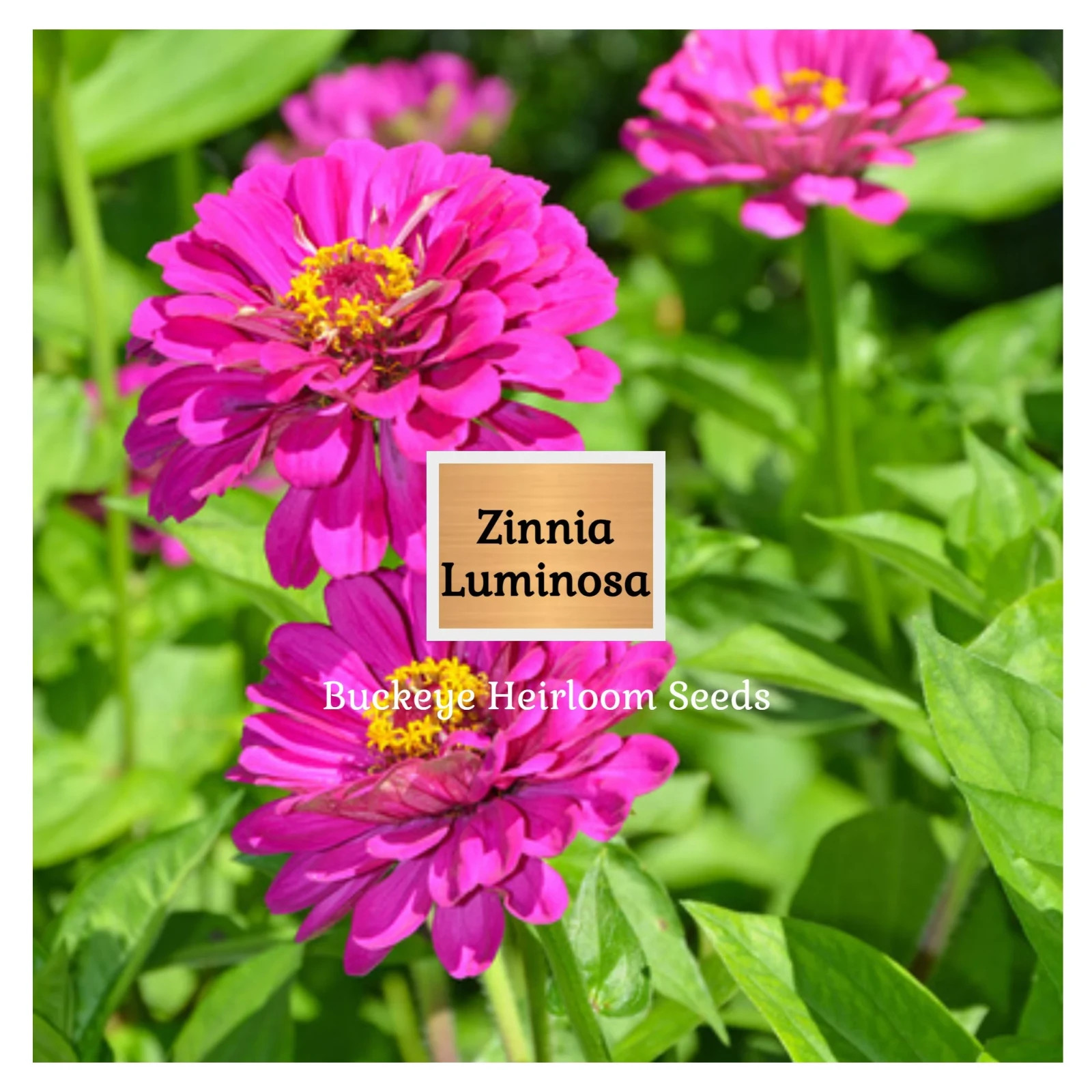 Zinnia | Luminosa | 100 Seeds | (Zinnia elegans) | Easy to Grow | Heirloom
