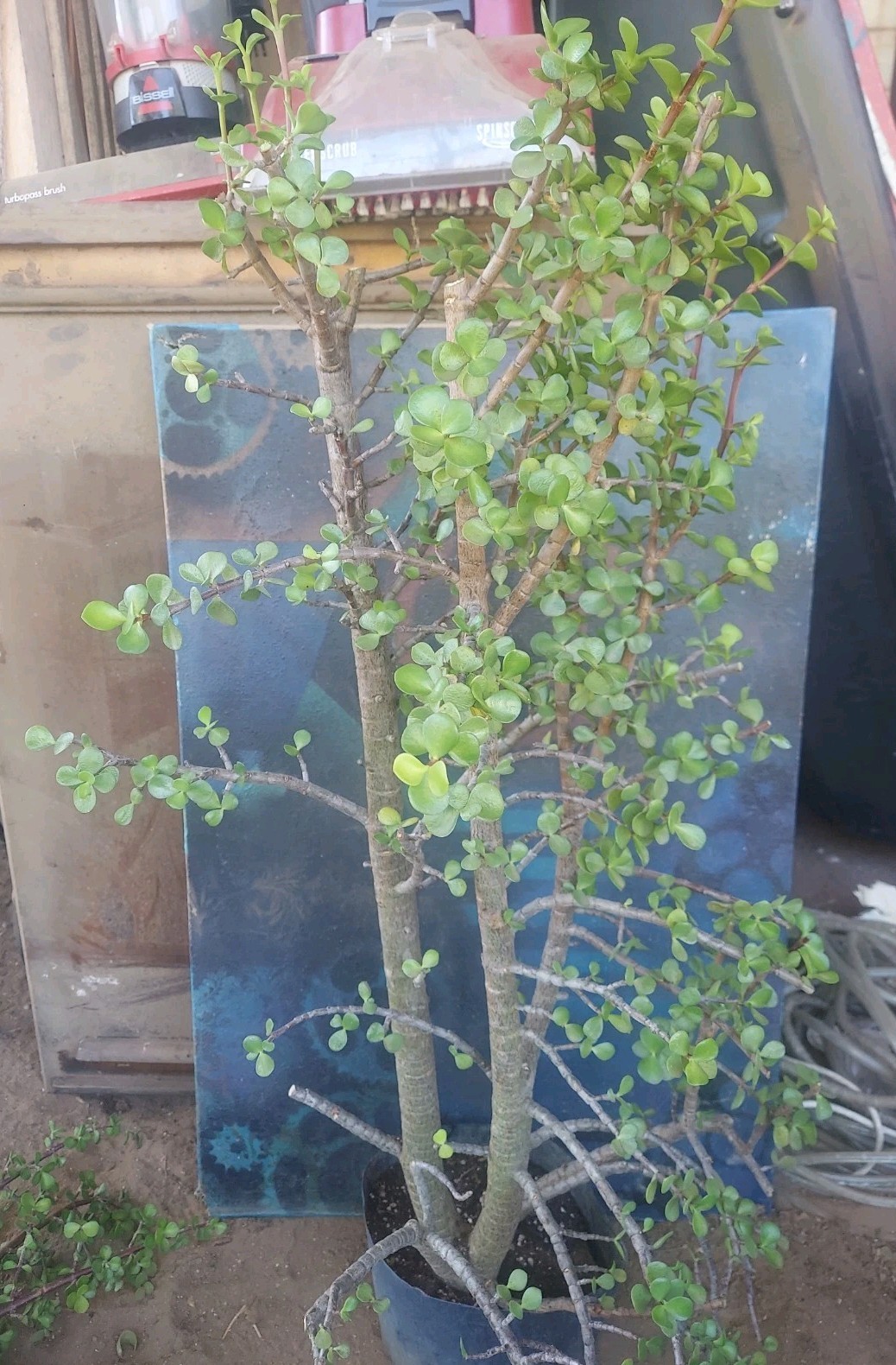XL Jade Bonsai Tree Form Portulacaria Afra 43″ Tall Great Style Small Leaf