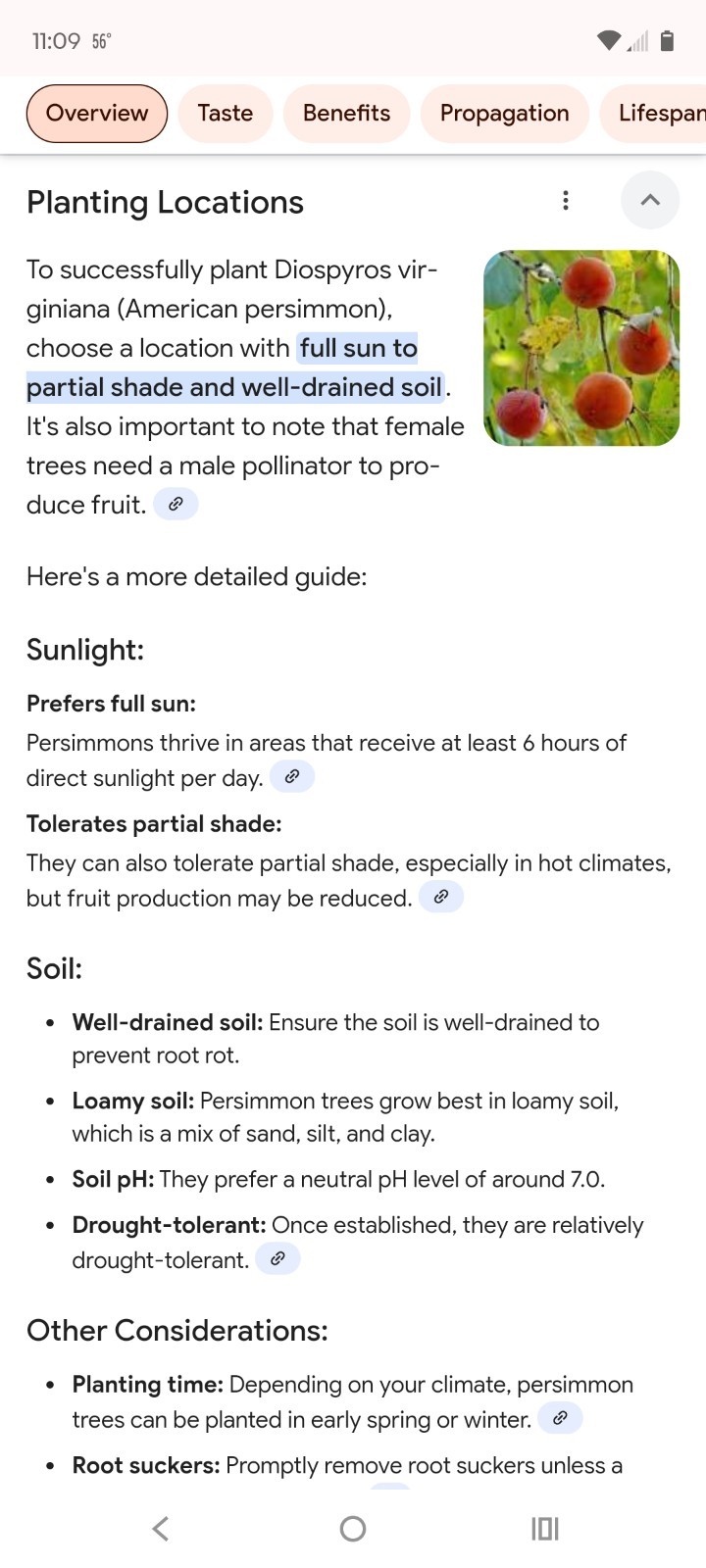 American Persimmon Tree Seeds Organic No Pesticides 30 Seeds Prestratified