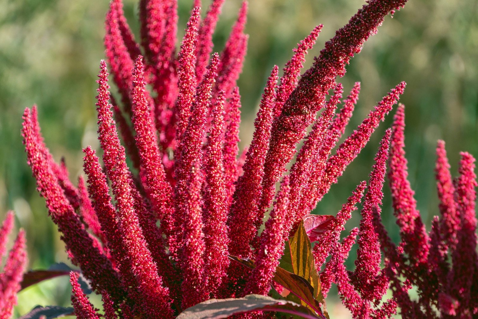 250 BURGUNDY AMARANTHUS Hypochondriacus Amaranth Grain Vegetable Flower Seeds