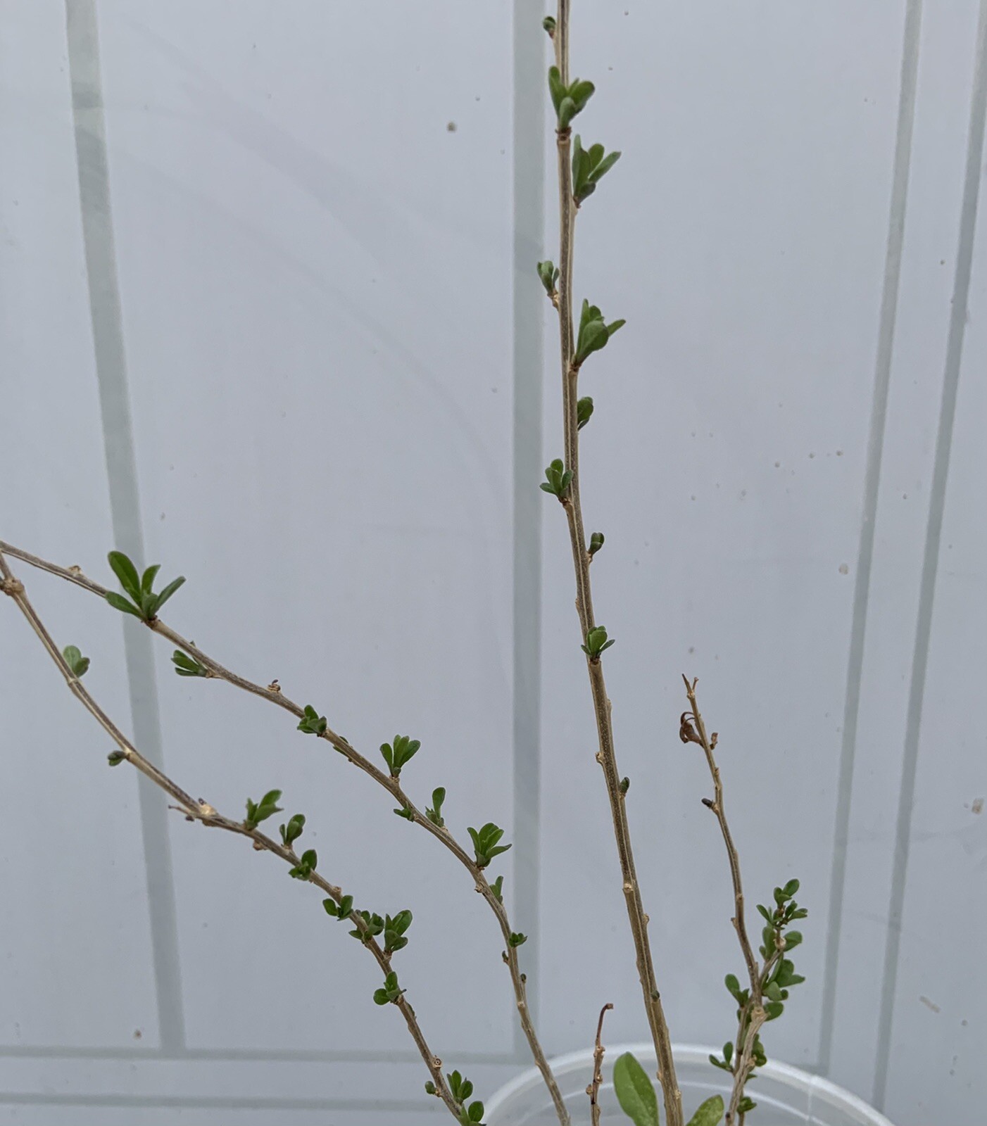 3 goji berry live plants with bare root and 3 live Cuttings without root