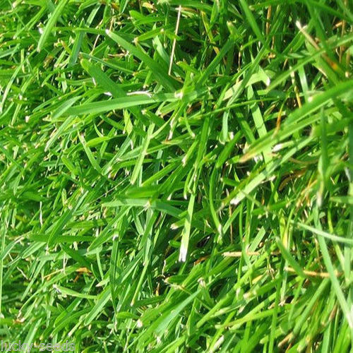 Bermuda Grass Seed (Common Unhulled) 50 Lbs
