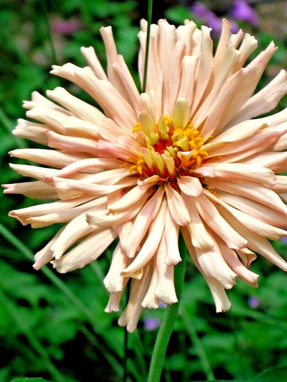 301+GIANT CACTUS ZINNIA MIX Seeds Summer Flowering Annual Cut Flowers Fast Easy