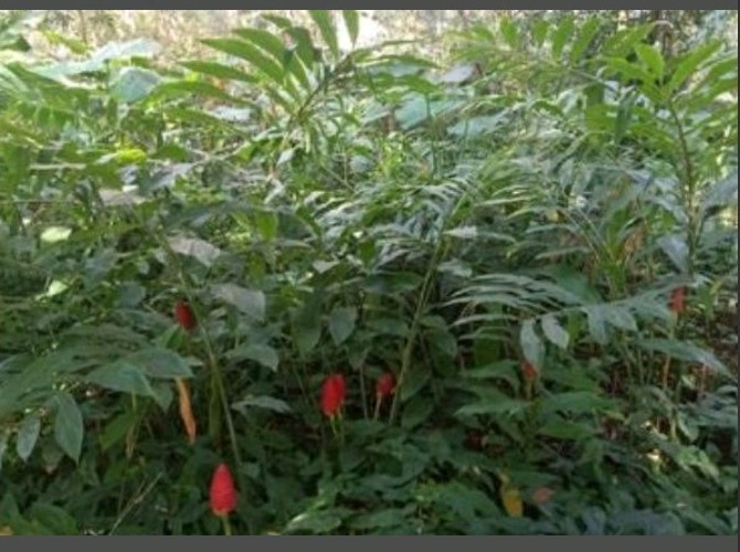 2 Shampoo Ginger Plants (Z. zerumbit) 6-12″ Tall Awapuhi Well Rooted Plants