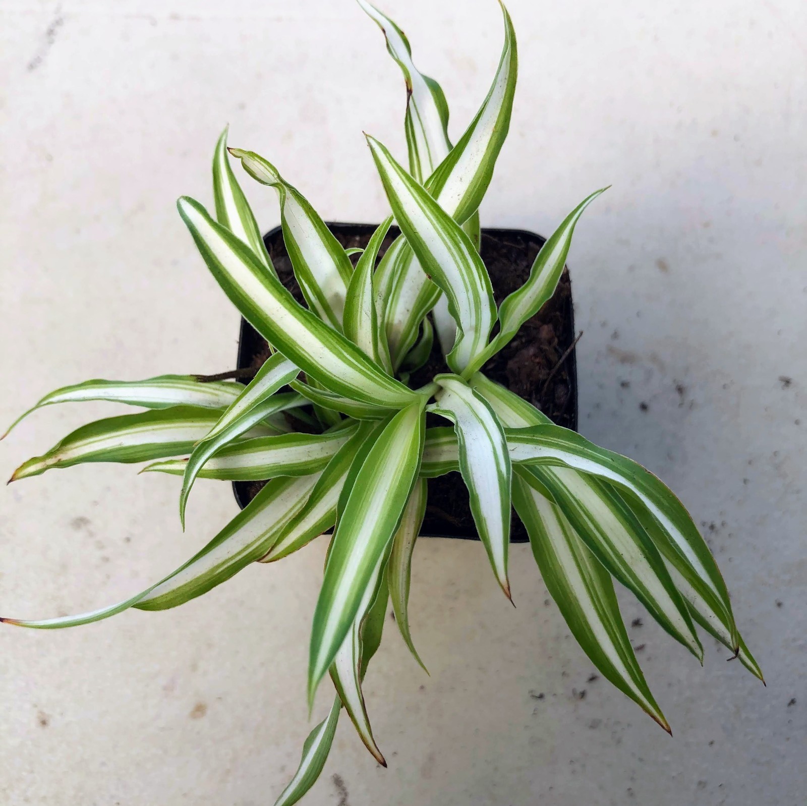 Spider Plant Live Indoor Houseplant Fountain Like Shape Easy Care Hanging Plant