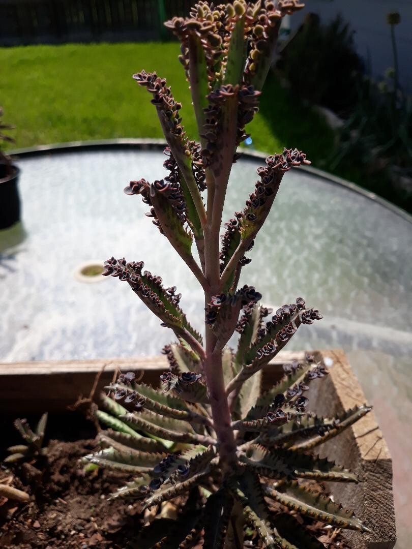 Four 2″- 3″ Kalanchoe Live Mother of Thousands (Alligator Plants) bare root .