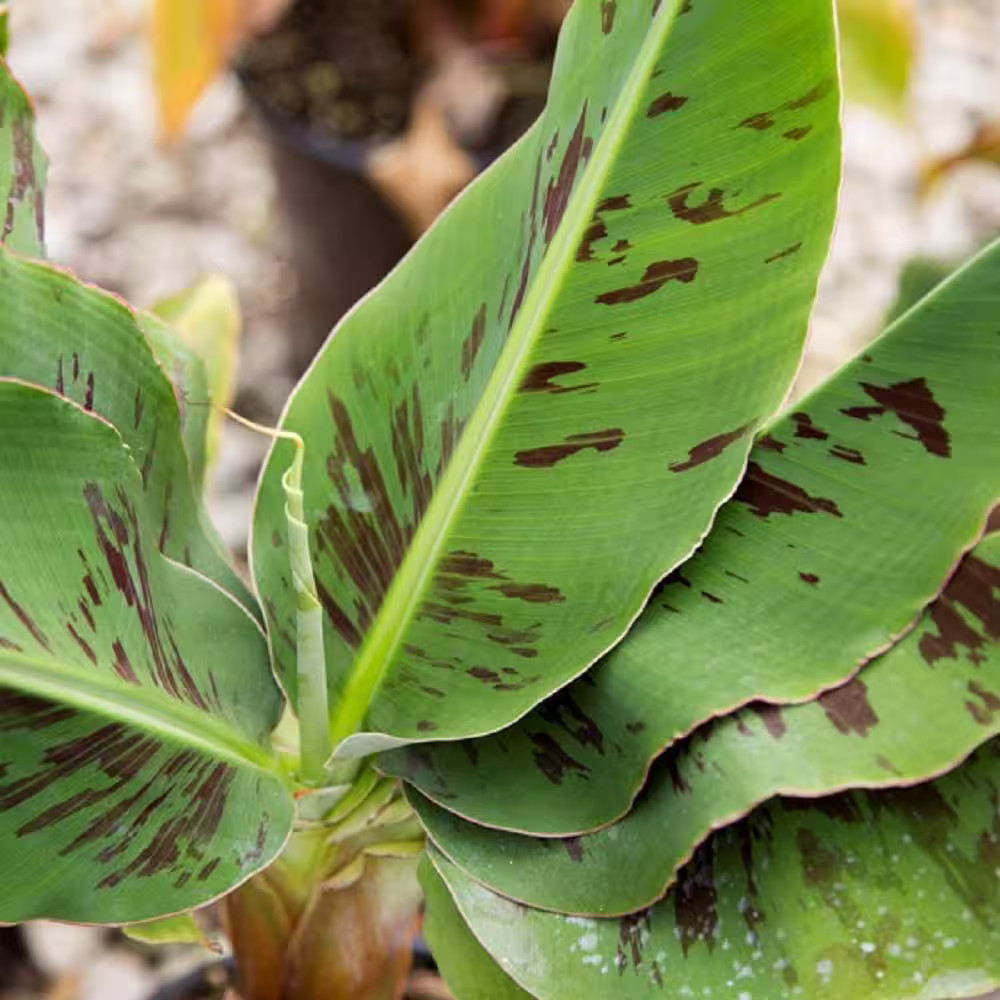 Poquito Banana Live Perennial Shrub (2 Gal.)