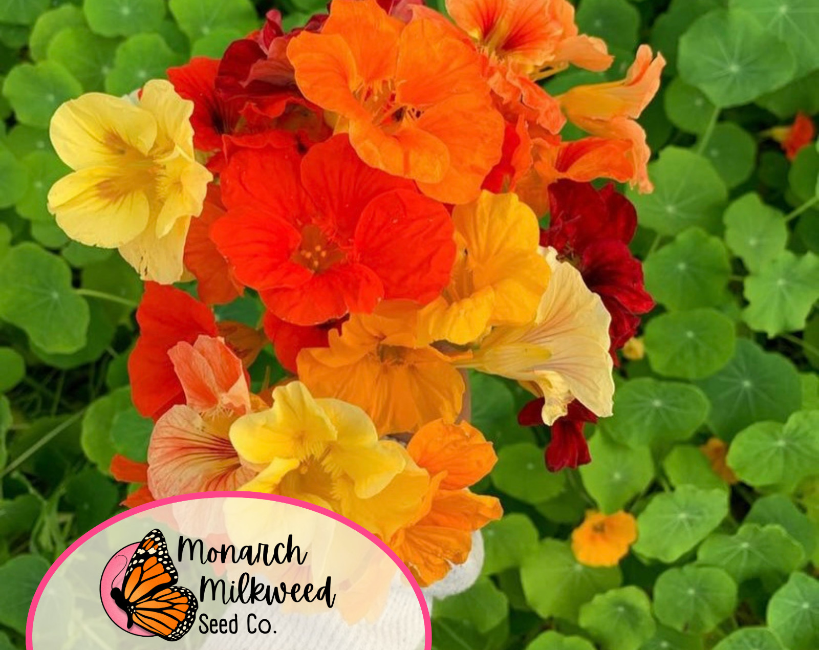 45+ Nasturtium Seeds ‘Jewel, Multicolored’ | Heirloom, Non-GMO, Flower Gardening