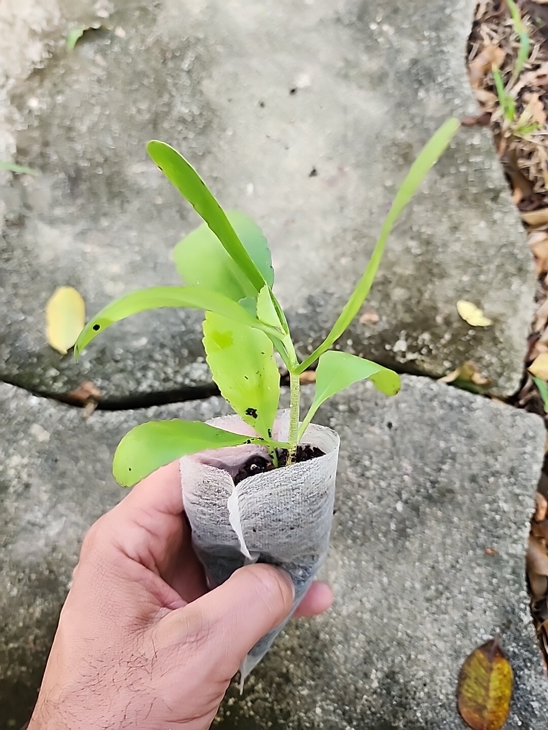 RARE KALANCHOE PINNATA miracle leaf air plants Bryophyllum Pinnatum 4″ plant