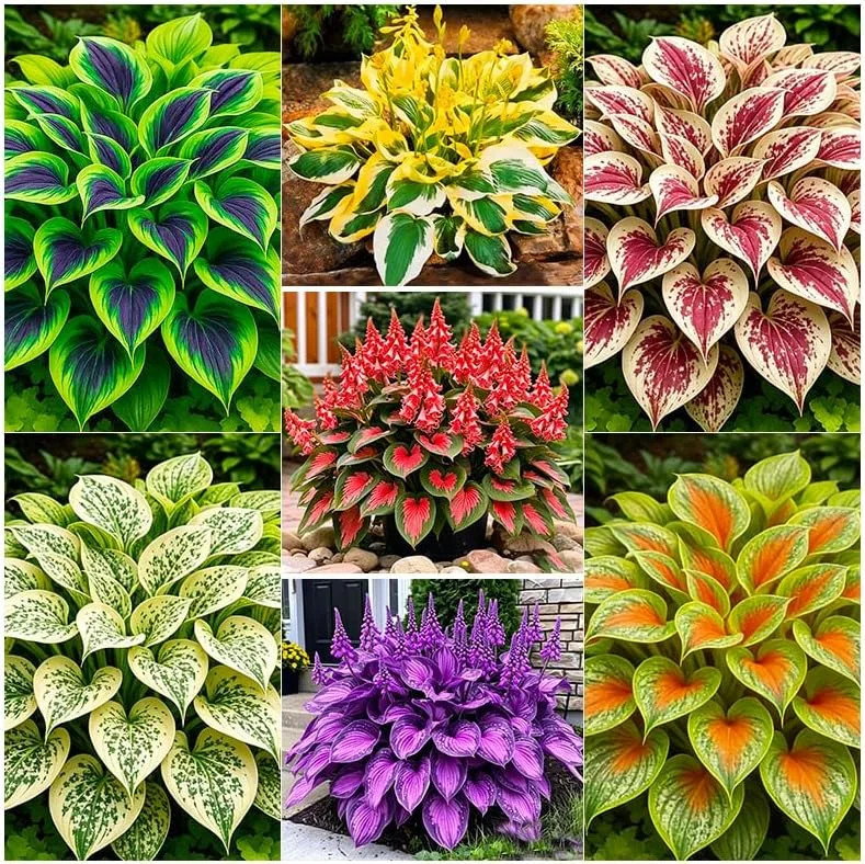 220+ Mix Hosta Seeds for Planting – Shade Tolerant, Perennial Foliage Plant, Ide