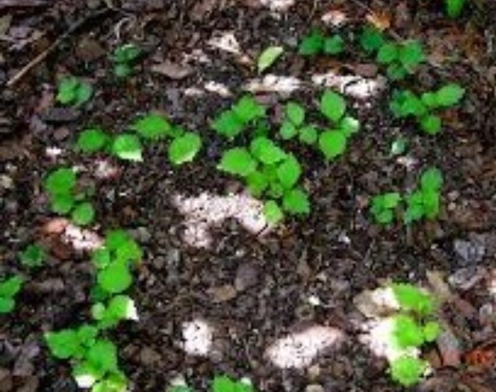 36 Rose Of Sharon Hibiscus Live Plant Roots 2″ + Tall Starter Bush fast grow
